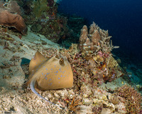 Neotrygon kuhlii (Blue-Spotted Stingray)