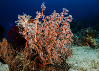 Siphonogorgia sp.2 (Siphonogorgia sp.2)