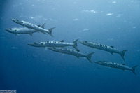 Sphyraena qenie (Blackfin Barracuda)