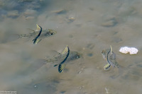 Sphaeramia orbicularis (Orbicular Cardinalfish)