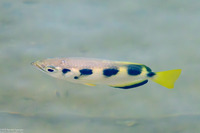 Toxotes jaculatrix (Banded Archerfish)