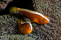 Amphiprion sandaracinos (Orange Anemonefish)