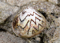 Lioconcha castrensis (Zigzag Venus)