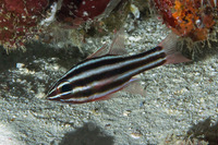 Ostorhinchus nigrofasciatus (Blackstripe Cardinalfish)