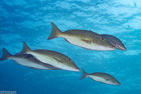 Lethrinus olivaceus (Longface Emperor)