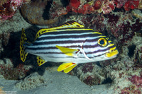 Plectorhinchus vittatus (Oriental Sweetlips)