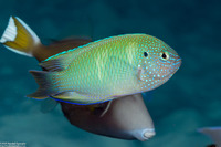 Pomacentrus azuremaculatus (Blue-Spotted Damsel)
