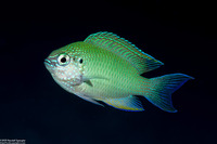 Pomacentrus azuremaculatus (Blue-Spotted Damsel)