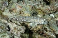 Istigobius decoratus (Decorated Sandgoby)