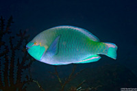 Scarus prasiognathos (Greenthroat Parrotfish)