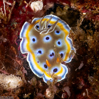 Goniobranchus geminus (Twin Nudibranch)
