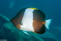 Hemitaurichthys zoster (Black Pyramid Butterflyfish)