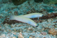 Ptereleotris monoptera (Monofin Dartfish)