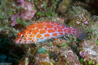 Cirrhitichthys oxycephalus (Pixy Hawkfish)