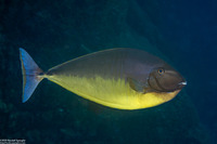 Naso hexacanthus (Sleek Unicornfish)