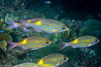 Gnathodentex aureolineatus (Striped Large-Eye Bream)