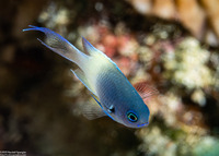 Pycnochromis fieldi (Indian Half-and-Half Chromis)
