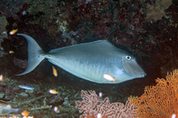 Naso brachycentron (Humpback Unicornfish)