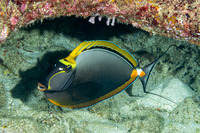 Naso elegans (Elegant Unicornfish)