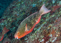 Scarus rubroviolaceus (Redlip Parrotfish)