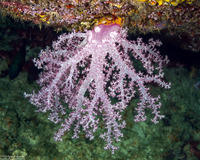 Dendronephthya sp.1 (Dendronephthya)