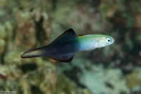 Ptereleotris evides (Twotone Dartfish)