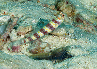 Amblyeleotris wheeleri (Gorgeous Shrimpgoby)