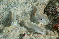 Valenciennea sexguttata (Sixspot Goby)