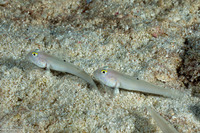 Valenciennea sexguttata (Sixspot Goby)