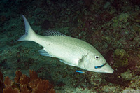 Lethrinus olivaceus (Longface Emperor)