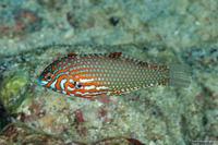 Macropharyngodon ornatus (Ornate Leopard Wrasse)