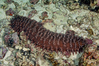 Thelenota ananas (Pineapple Sea Cucumber)
