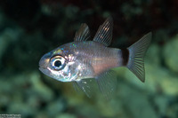 Nectamia bandanensis (Banda Cardinalfish)