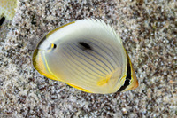 Chaetodon trifasciatus (Indian Redfin Butterflyfish)