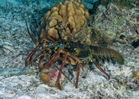 Panulirus penicillatus (Pronghorn Spiny Lobster)