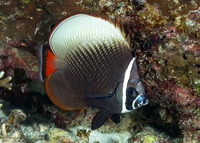 Chaetodon collare (White Collar Butterflyfish)