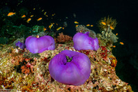 Heteractis magnifica (Magnificent Sea Anemone)