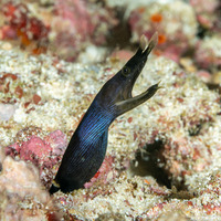 Rhinomuraena quaesita (Ribbon Eel)