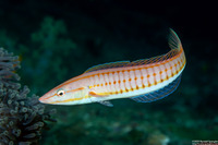 Hologymnosus doliatus (Pastel Ring Wrasse)