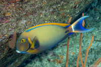 Acanthurus bariene (Roundspot Surgeonfish)