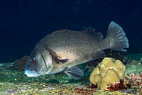 Plectorhinchus gibbosus (Blubberlip)