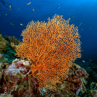 Annella mollis (Giant Sea Fan)