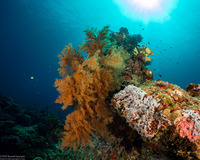 Myriopathes cf. japonica (Myriopathes cf. japonica)