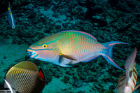 Scarus caudofasciatus (Bartail Parrotfish)