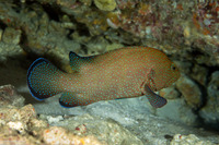 Cephalopholis polyspila (Starry Grouper)