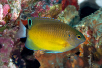 Pomacentrus bankanensis (Speckled Damsel)