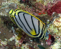 Chaetodon meyeri (Meyer's Butterflyfish)