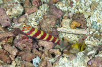 Amblyeleotris wheeleri (Gorgeous Shrimpgoby)