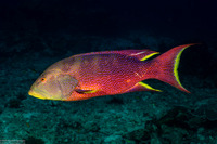 Variola louti (Yellow-Edged Lyretail)