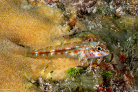 Helcogramma rhinoceros (Rhinoceros Triplefin)